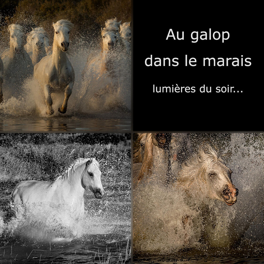 Stage ''Chevaux en action au marais" : 19 avril 2025