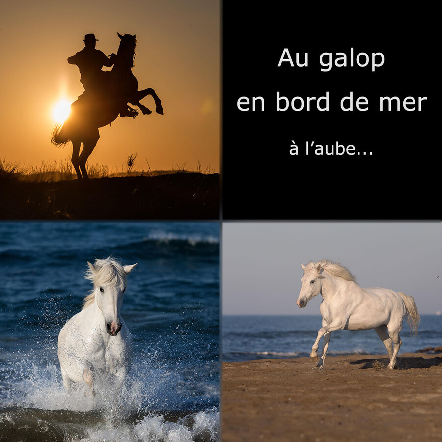 Stage ''Chevaux en action en bord de mer" : 20 avril 2025